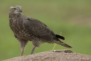 goshawk